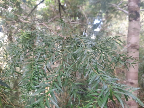 Image of Prince Albert's Yew (Saxegothaea conspicua) by no rights reserved