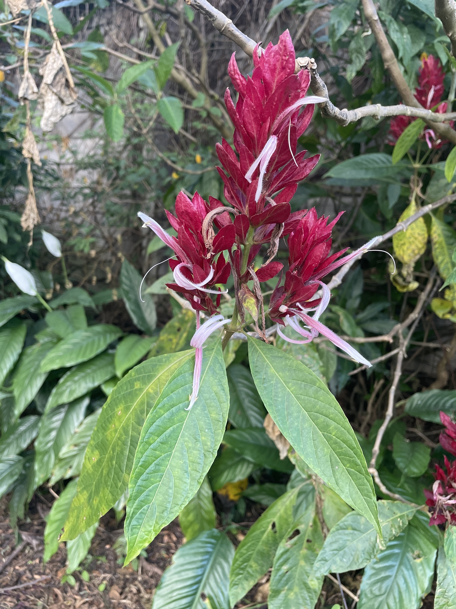 Imagem de Camarão-vermelho