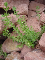 Galium corymbosum