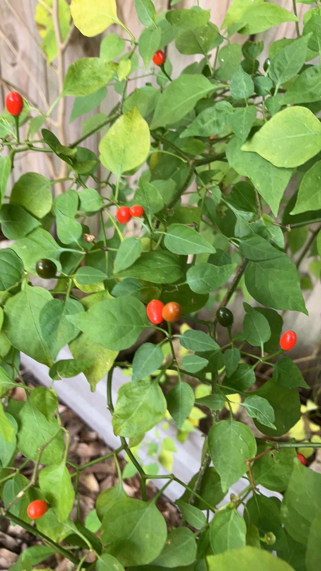 Pimenta