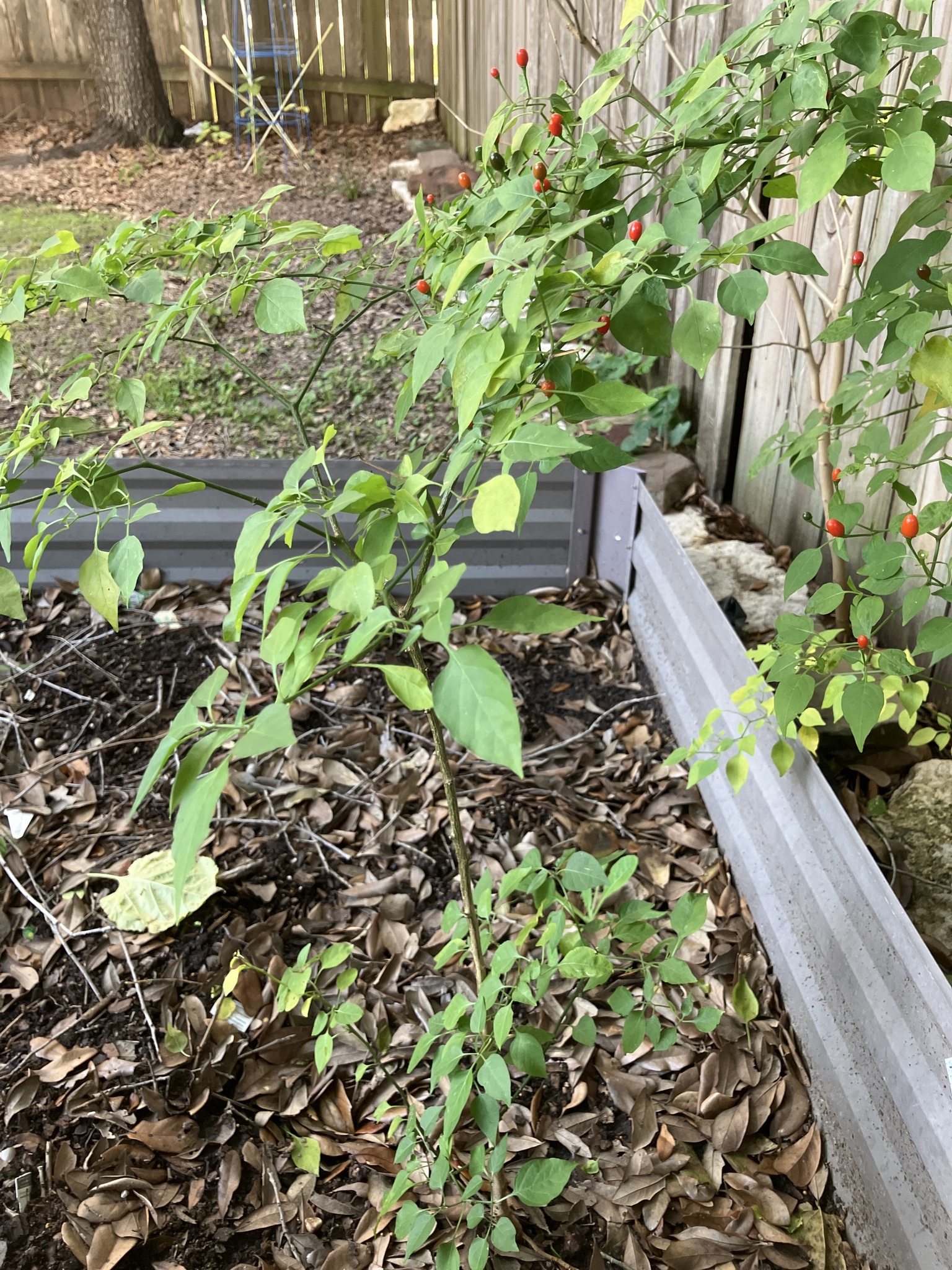 Pimenta