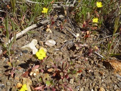 Camissoniopsis hirtella