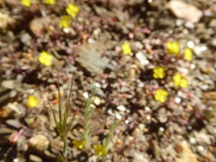 Camissoniopsis hirtella
