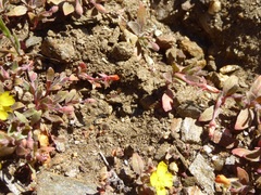 Camissoniopsis hirtella