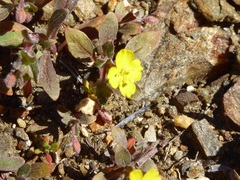 Camissoniopsis hirtella