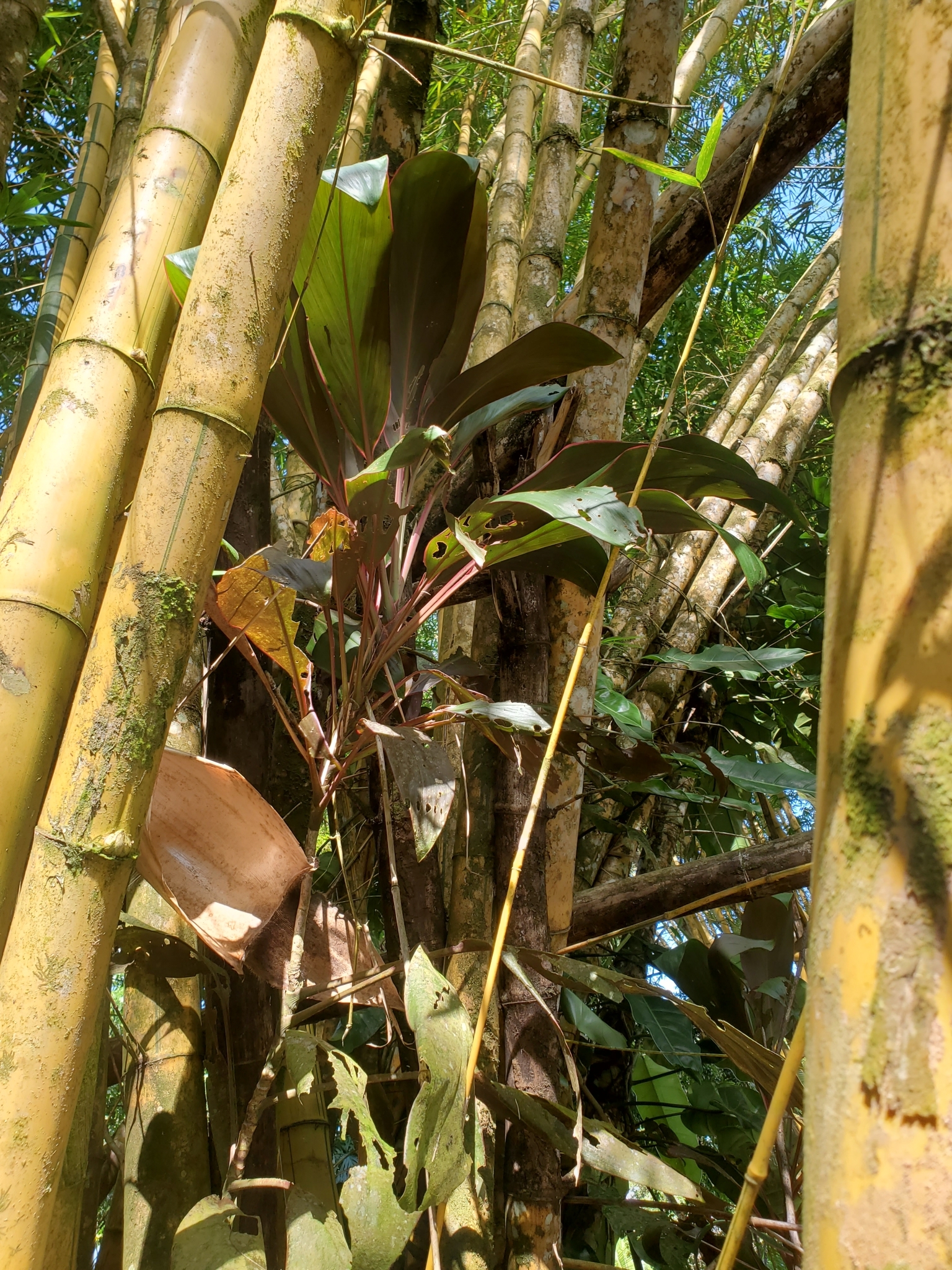 Imagem de Dracena