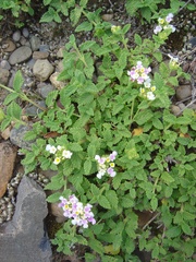 Lantana balansae