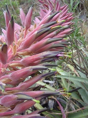 Puya meziana