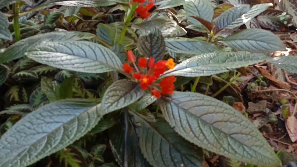 Foto de Canário-vegetal