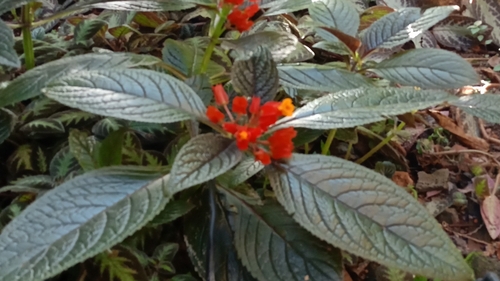 Canário-vegetal