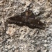 Imbrasia obscura - Photo (c) kaharasn2019, algunos derechos reservados (CC BY-NC)