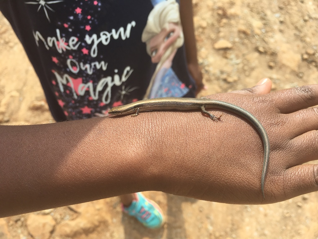 Maasai Snake-Eyed Skink