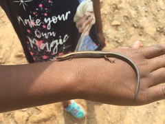 Panaspis massaiensis