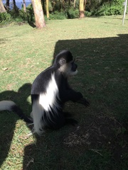 Colobus guereza