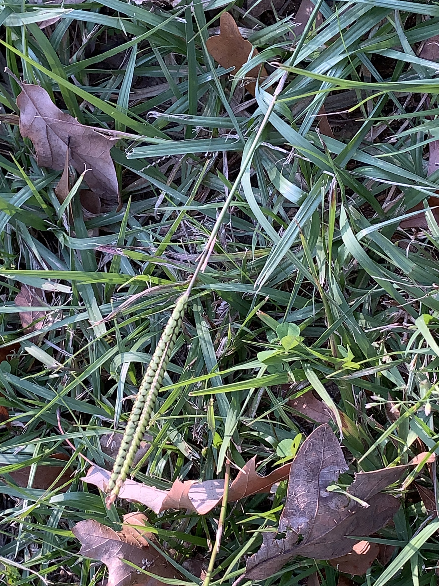Imagem de Grama-batatais