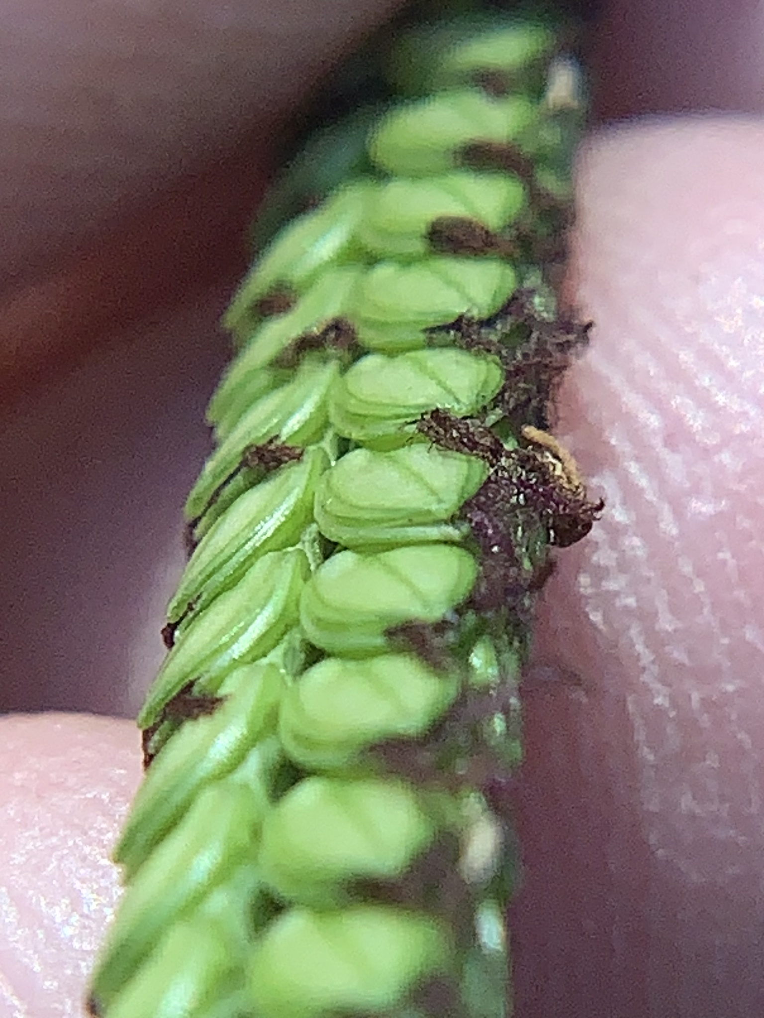 Imagem de Grama-batatais