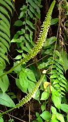 Goodyera procera