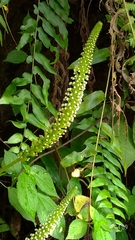 Goodyera procera