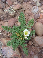 Hypseocharis pimpinellifolia