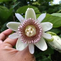 Passiflora nigradenia, photograph (c) Kozue Kawakami, some rights reserved (CC BY-SA)