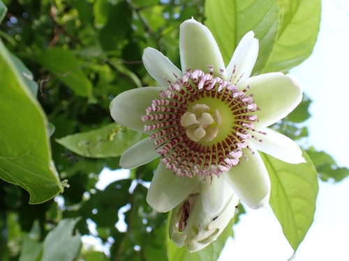 Passiflora nigradenia, photograph 3