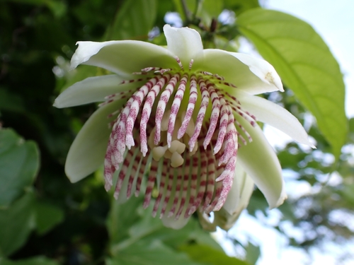 Passiflora nigradenia, photograph 4