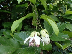 Passiflora nigradenia, photograph (c) Kozue Kawakami, some rights reserved (CC BY-SA)
