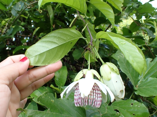 Passiflora nigradenia, photograph 6