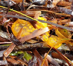 Botrylloides perspicuus
