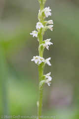 Platanthera ephemerantha