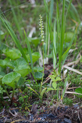 Platanthera ephemerantha