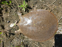 Apalone mutica mutica