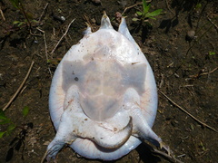 Apalone mutica mutica