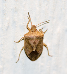 Euschistus servus euschistoides