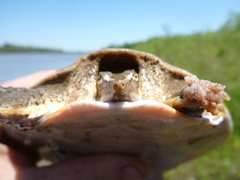 Apalone mutica mutica