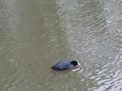 Fulica atra