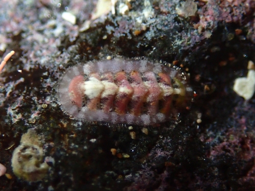 Lepidochitona piceola