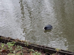 Fulica atra