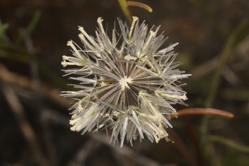Image of Chaenactis xantiana by (c) Steve Matson, some rights reserved (CC BY)