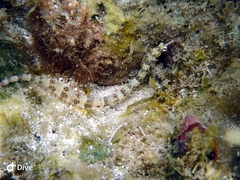 Corythoichthys flavofasciatus