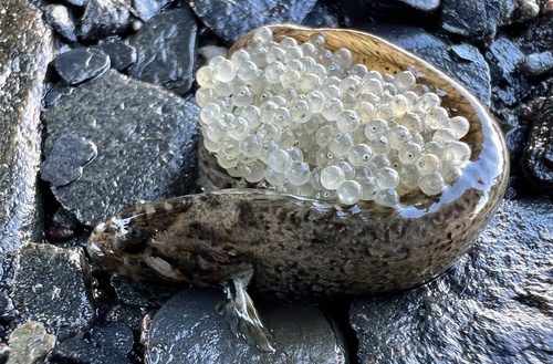 Cockscomb prickleback (Anoplarchus purpurescens) — Stichaeidae
