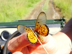 Acraea neobule