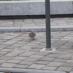 Columba palumbus