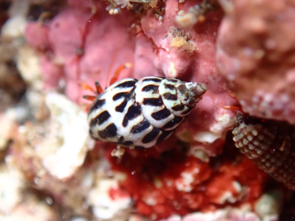 Pusia zebrina