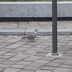Columba palumbus