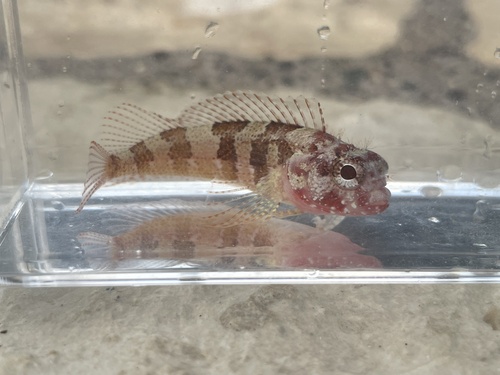 Goggle eye blenny (Gobioclinus gobio) — Labrisomidae — 4