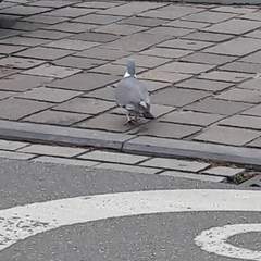 Columba palumbus