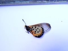 Acraea neobule
