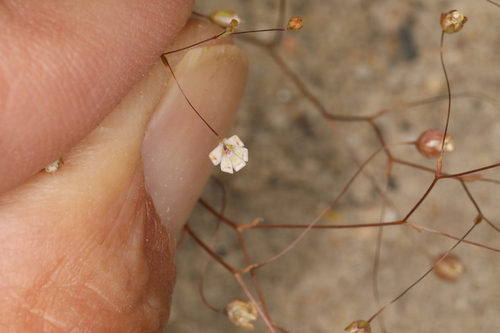Image of Nemacladus matsonii by (c) Steve Matson, some rights reserved (CC BY)