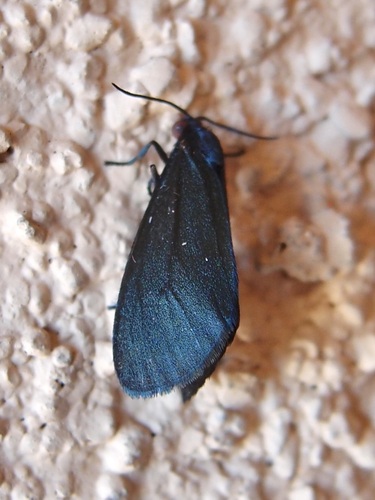 Stenucha dolens